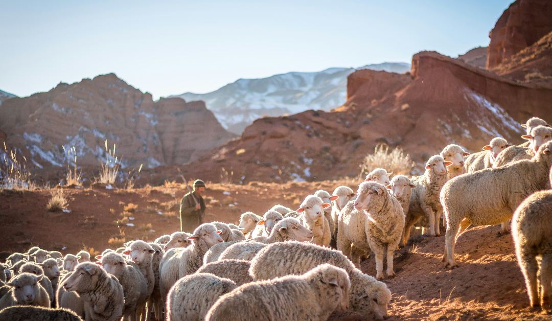 From Pastor to Friendship — Not the Other Way Around: Recovering a Biblical Order in Church Life