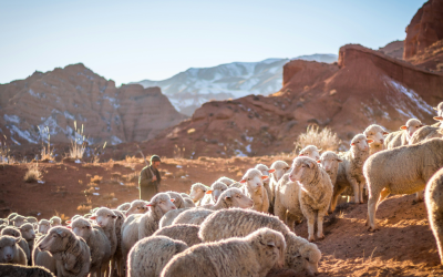 From Pastor to Friendship — Not the Other Way Around: Recovering a Biblical Order in Church Life